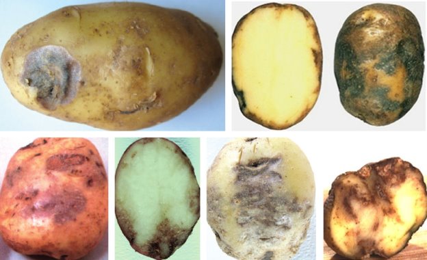 Секрет гарного врожаю картоплі у здоровому насінні